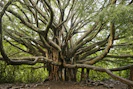 green and brown tree during daytime