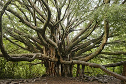 green and brown tree during daytime