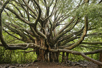 green and brown tree during daytime