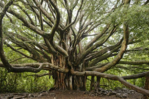 green and brown tree during daytime