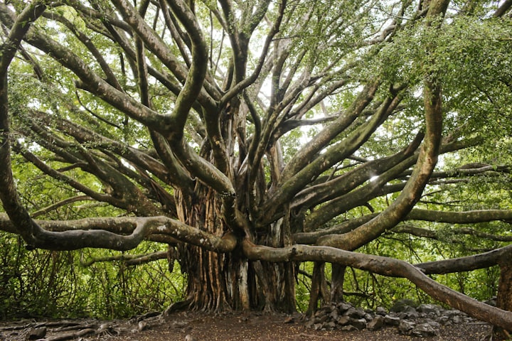 The Banyan Tree's Haunting