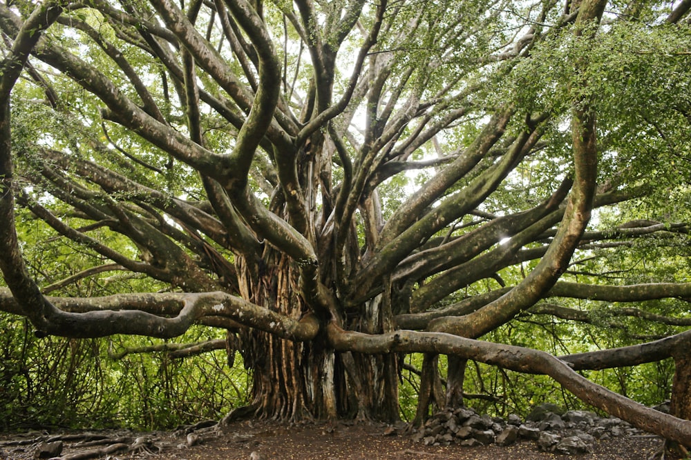 green and brown tree during daytime