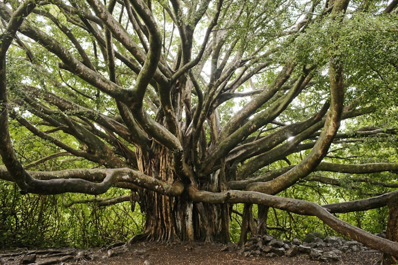 Banyan