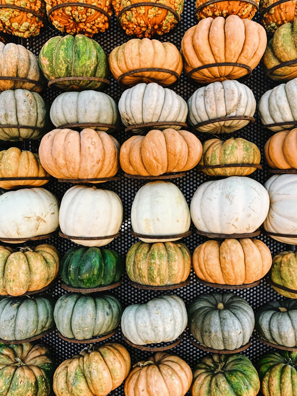 Dallas Botanical Gardens. Pumpkin. Fall Festival