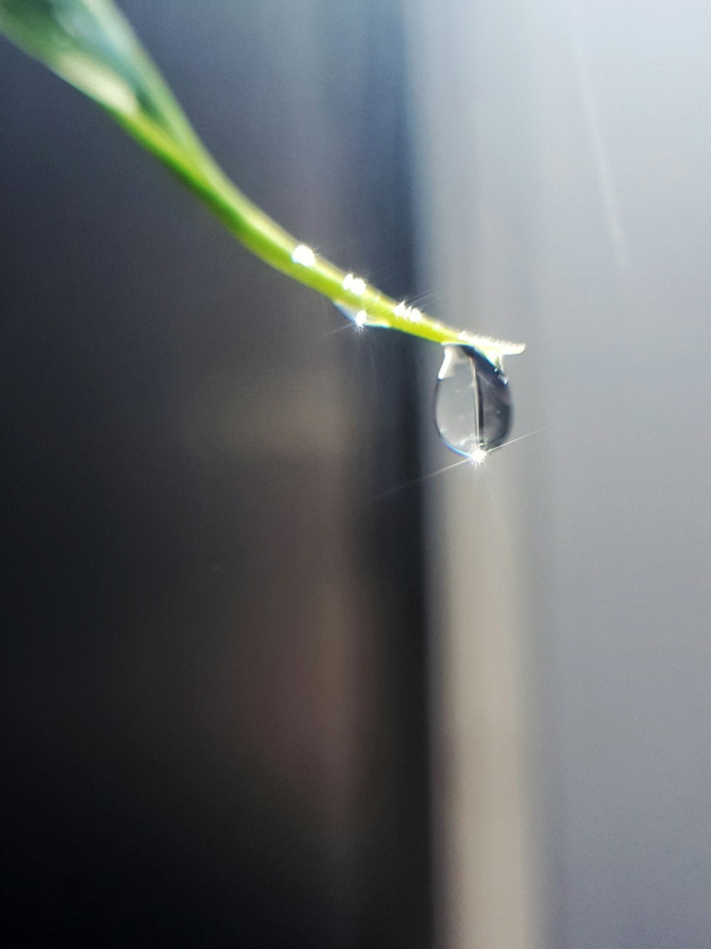 water droplet on green plant