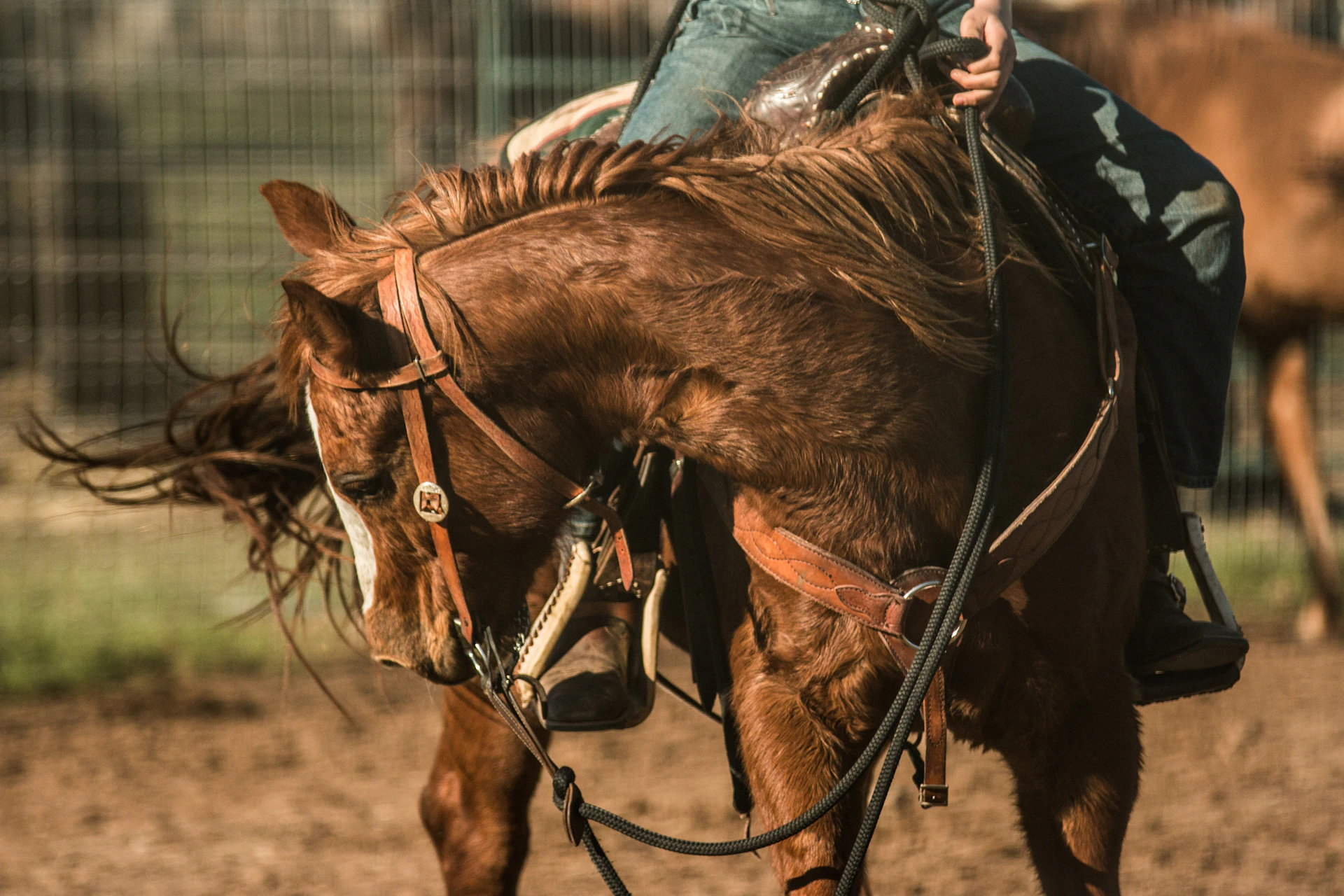 brown horse in a cage
