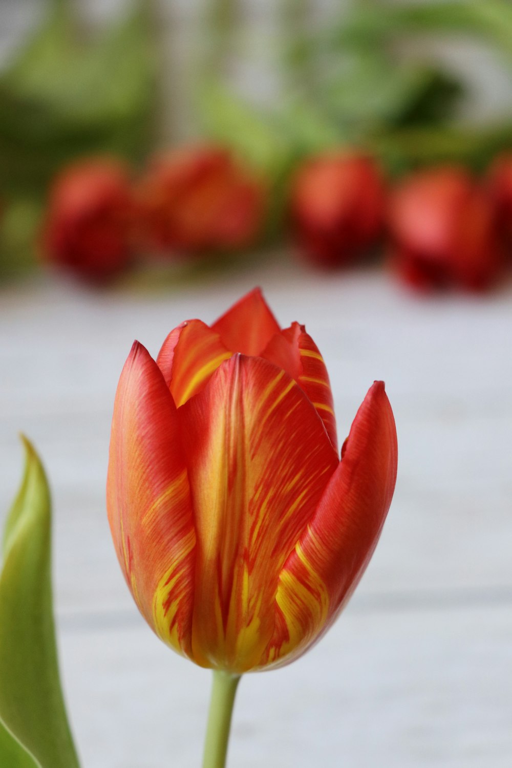 red and yellow tulip in bloom during daytime