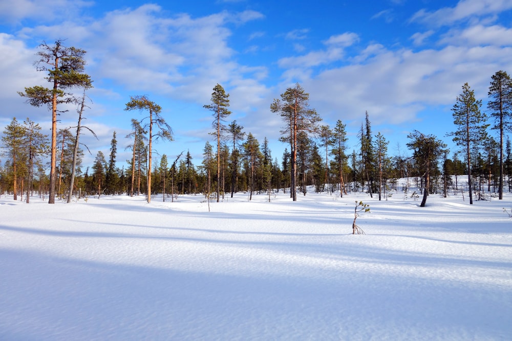 green trees on snow covered ground under blue sky during daytime