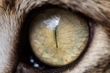 Close-up view of a cat's eye showcasing intricate details within the iris, highlighting patterns and textures. The fur surrounding the eye is also visible, adding depth to the image.