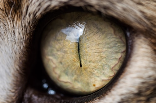 Close-up view of a cat's eye showcasing intricate details within the iris, highlighting patterns and textures. The fur surrounding the eye is also visible, adding depth to the image.