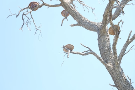 brown bird on brown tree branch during daytime in Kish Iran