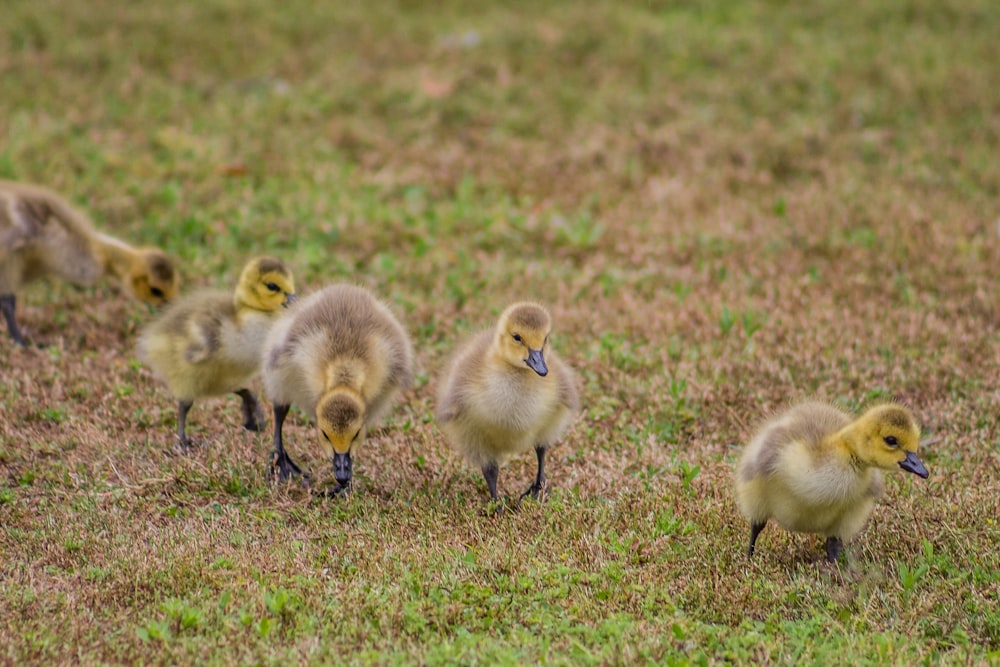 white and yellow ducklings on green grass during daytime