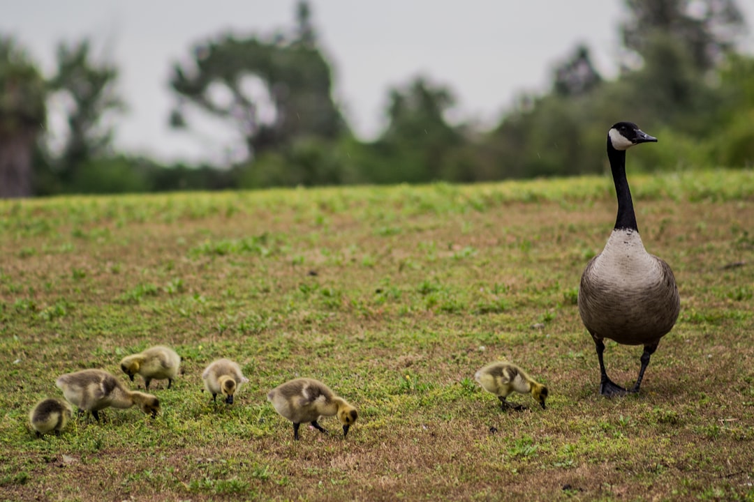 flock of sheep on green grass field during daytime