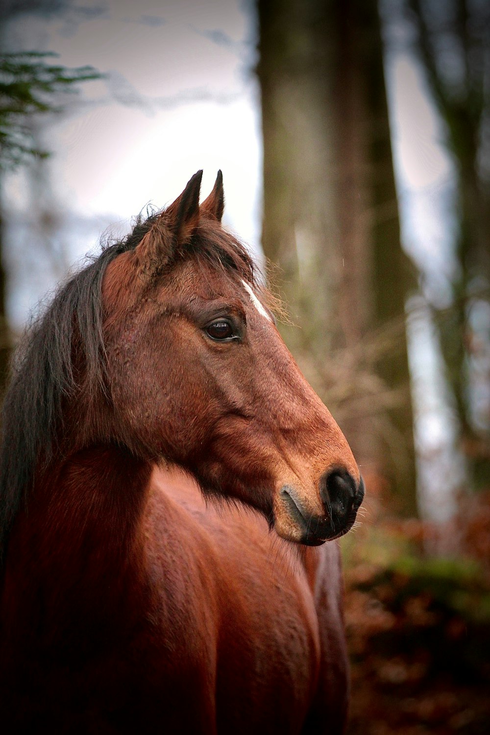 brown horse in forest during daytime