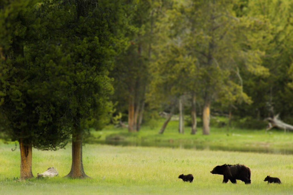 black cow on green grass field during daytime