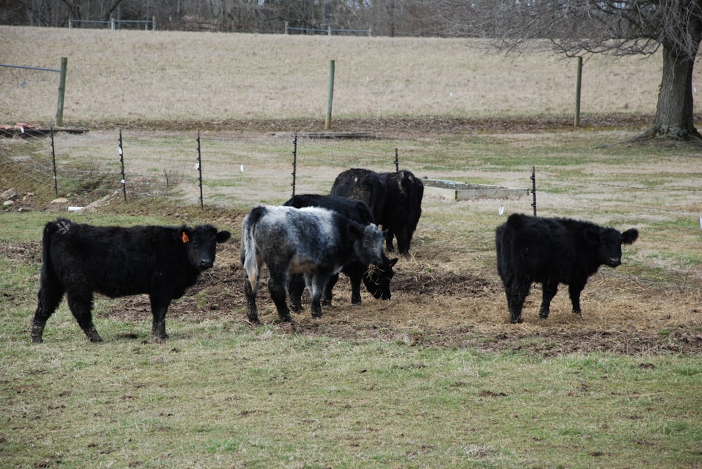 herd of black and white cow on green grass field during daytime