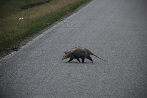 A Opossum