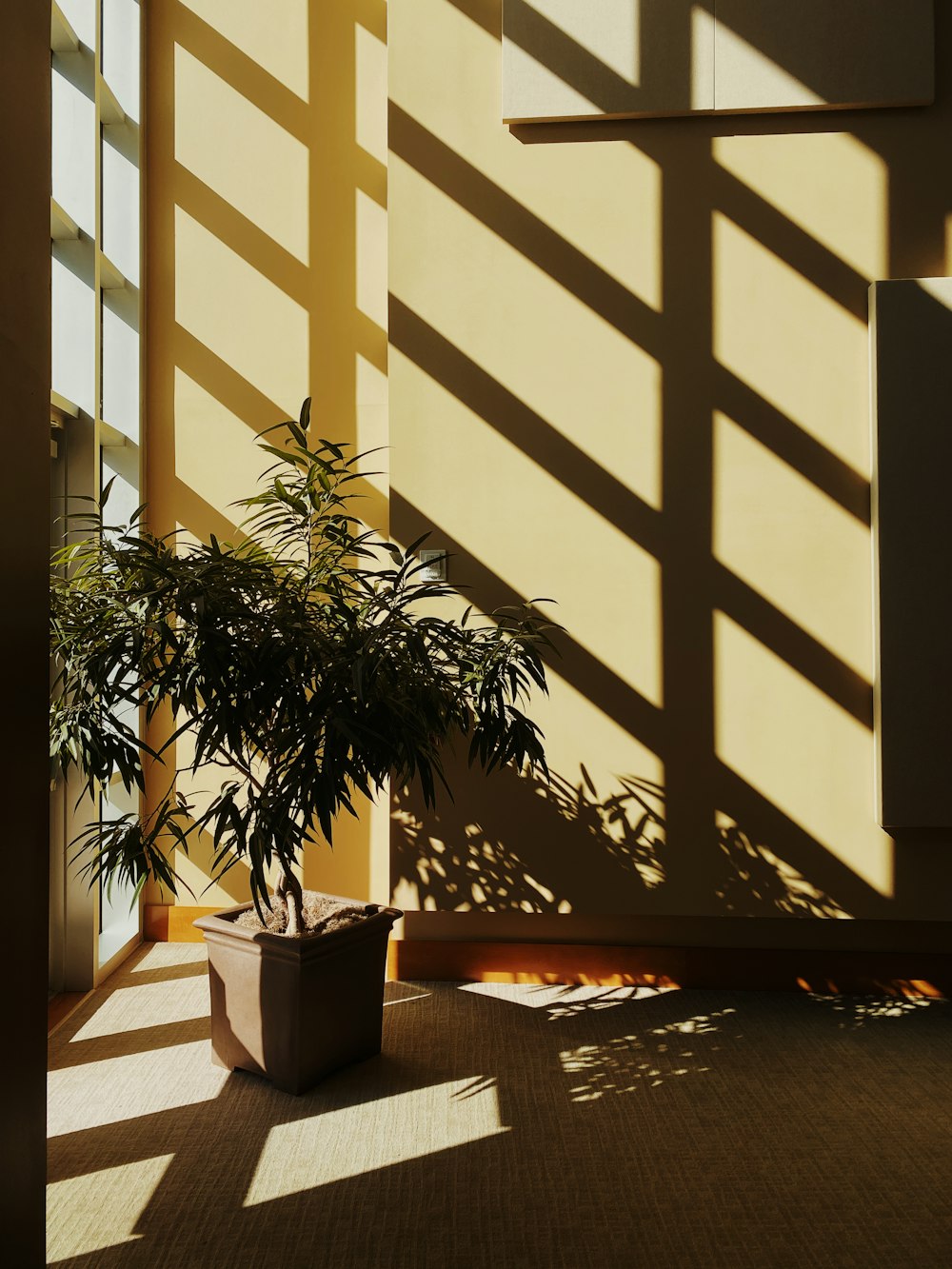 potted green plant on brown wooden table