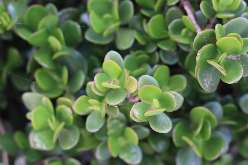 green plant with water droplets