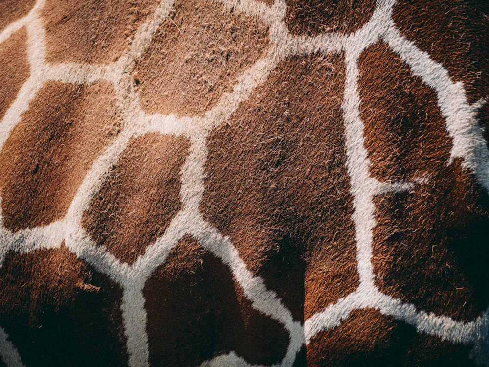 brown and white area rug