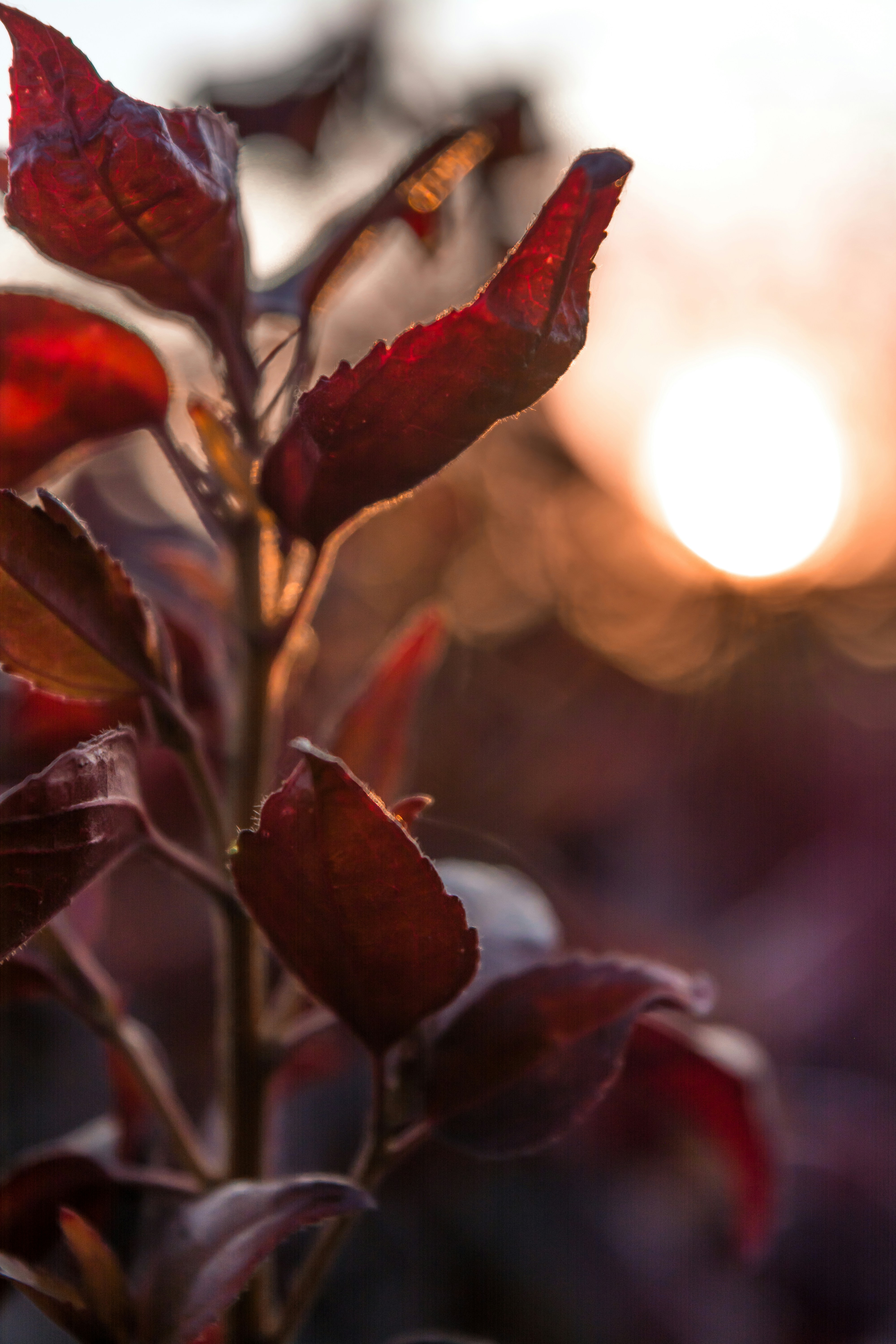 Photo by _clicksbyayush_