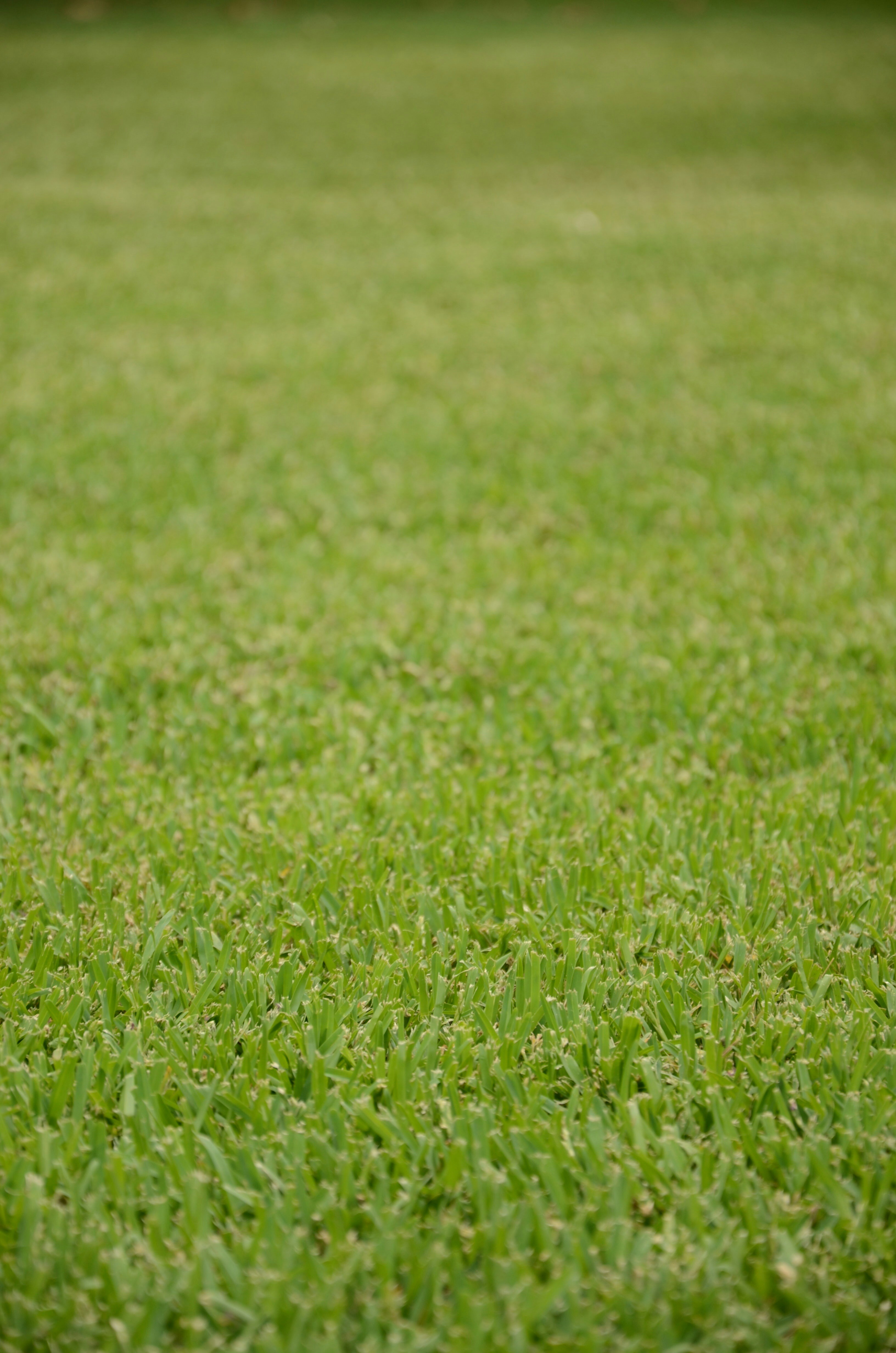 Expansive mowed lawn of a suburban home
