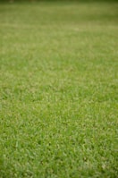 A wide shot showing a lush lawn after aeration and overseeding treatments.