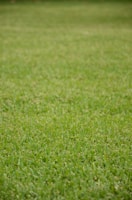 A lush, evenly trimmed green lawn stretches across the entire frame.