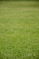 A lush, evenly trimmed green lawn stretches across the entire frame.