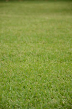 A lawn technician spreading fertilizer evenly across a green yard.