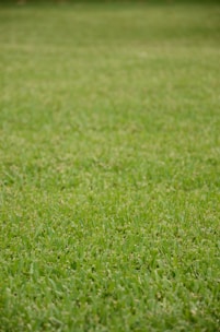 Wide shot of a commercial lawn area with neatly trimmed turf