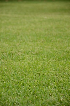 A lush green lawn being expertly maintained.