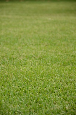 A lush, evenly trimmed green lawn stretches across the entire frame.