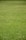 A lush, evenly trimmed green lawn stretches across the entire frame.