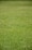 A lush, evenly trimmed green lawn stretches across the entire frame.