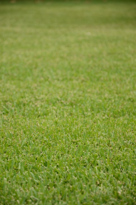 Wide shot of a commercial landscape featuring uniform, bright green natural lawn turf under clear skies.