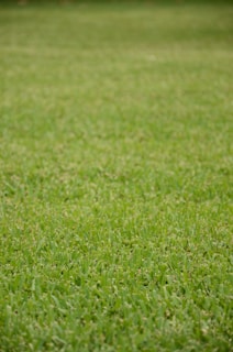 A lush, evenly trimmed green lawn stretches across the entire frame.