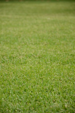 A lush, evenly trimmed green lawn stretches across the entire frame.