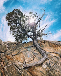 green tree on brown rock formation under blue sky and white clouds during daytime
