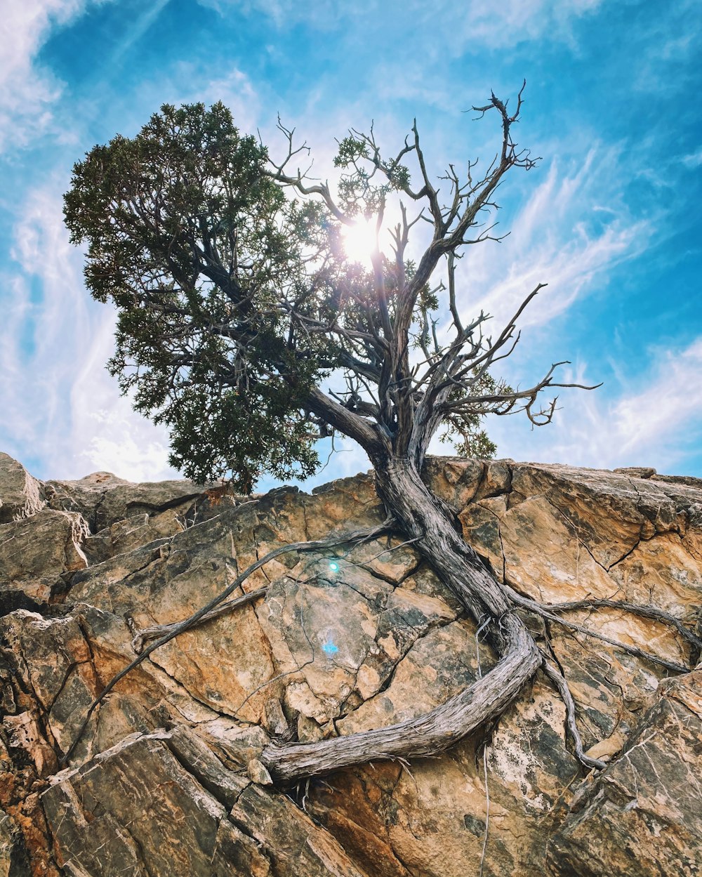 green tree on brown rock formation under blue sky and white clouds during daytime