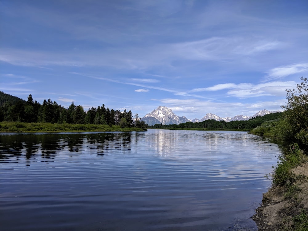 green trees near lake under blue sky and white clouds during daytime