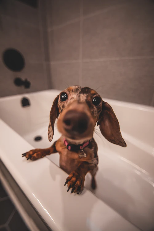 Bassotto nella vasca da bagno