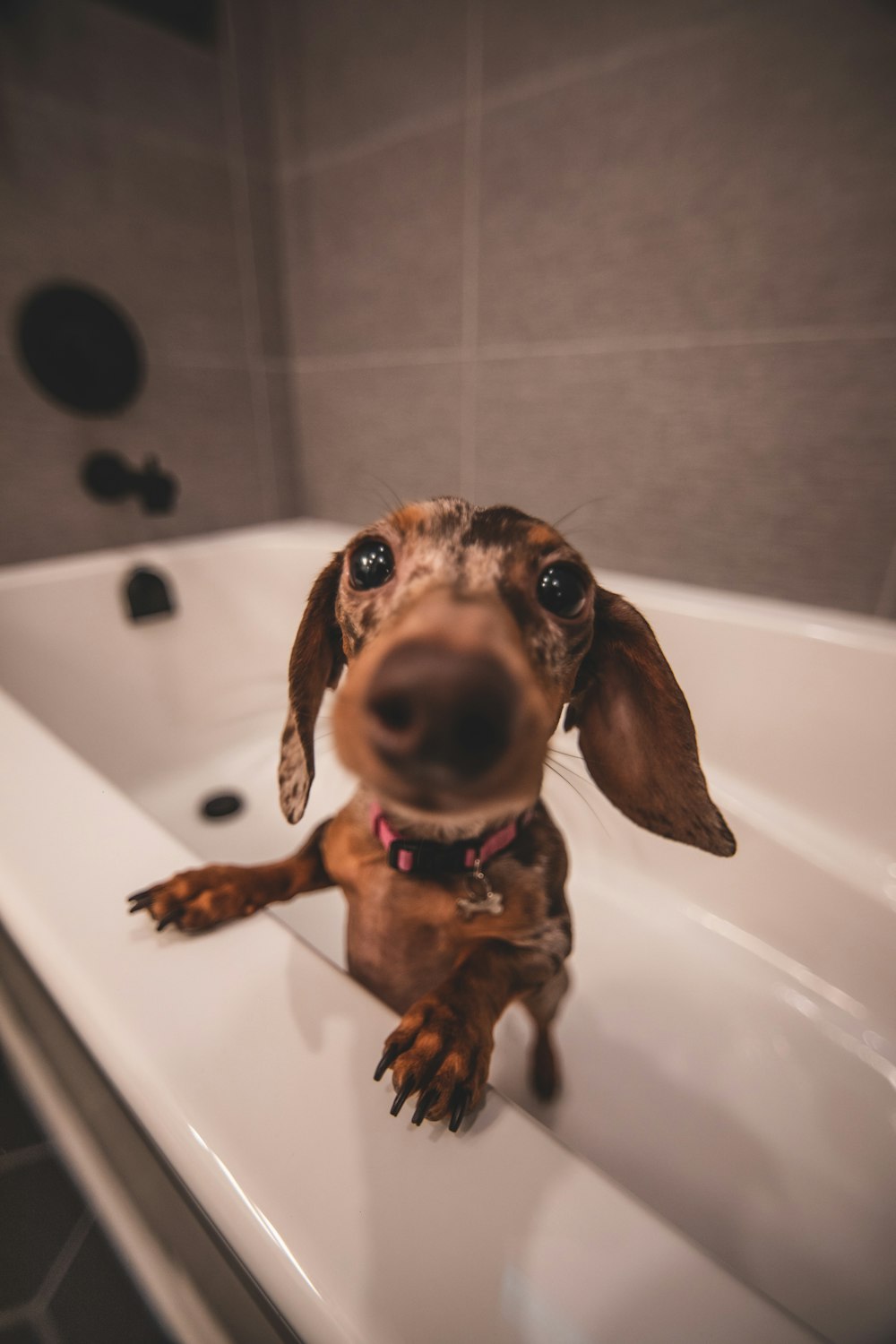 brown dachshund in white bathtub