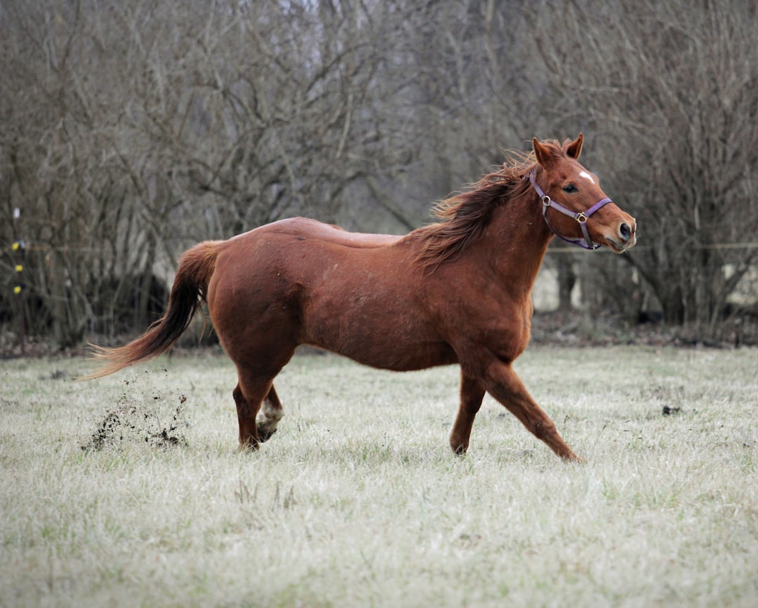 a throghbred race horse gallops through a grass field.