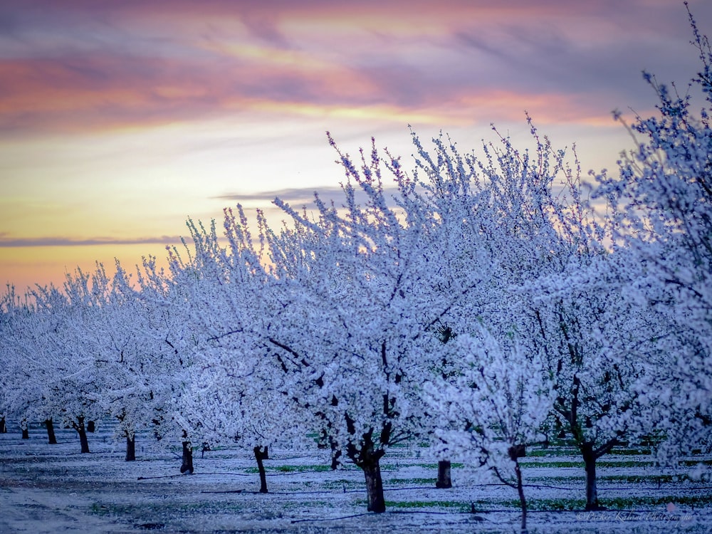 white trees on snow covered ground during sunset