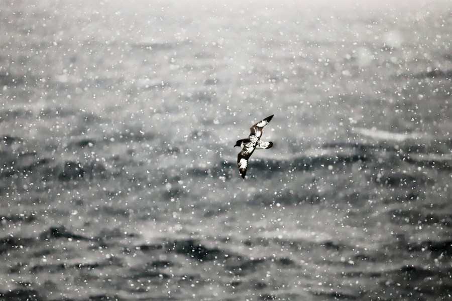 Drake Passage: The Roughest Seas on Earth