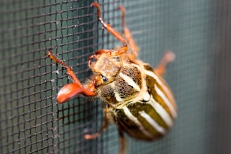 A close-up view of a beetle with a glossy brown and white-striped shell, clinging to a black mesh screen. The beetle's legs and antennae are vividly orange, providing a stark contrast to its darker shell. The fine details of the mesh and the texture of the insect's body are clearly visible, highlighting the intricate natural design.