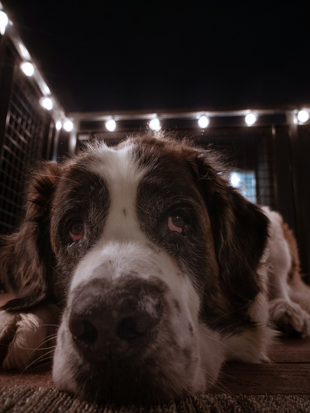 brown and white short coated dog