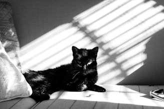 A sleek black cat lounging gracefully on a dark velvet cushion in soft natural light.
