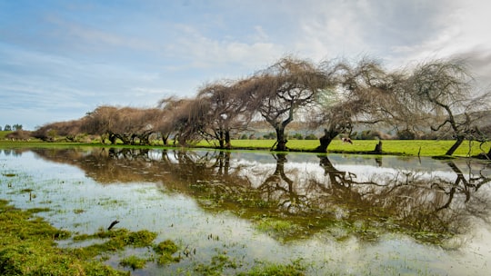 leafless trees on green grass field near lake during daytime in Carahue Chile